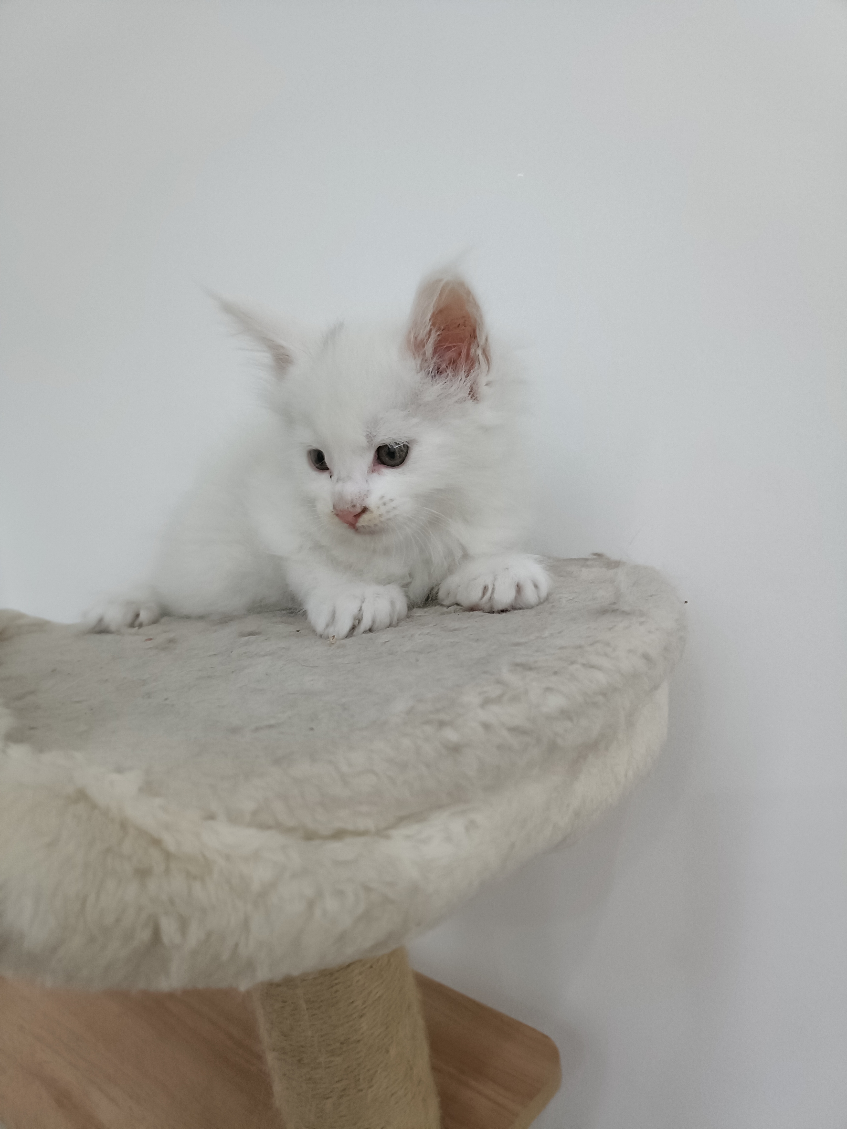 缅因猫